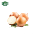 Wholesale chinese fresh yellow onion hot selling with market price